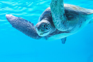 The Okinawa Aquarium, featuring the world's largest acrylic panel, provides a world-class aquatic experience.