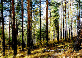 Autumn forest landscape in the early morning on a steep mountainside