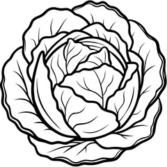 Obraz premium Black and White Cabbage Outline Vector Drawing