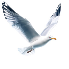 Obraz premium Seagull soaring gracefully against a white background in a serene atmosphere, Flying Seagull realistic. white background