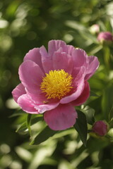 pink peony flower