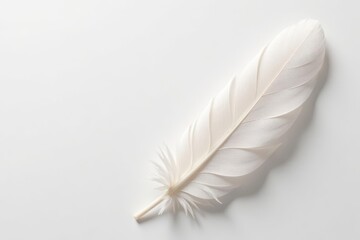 Obraz premium Delicate white feathers against pure white backdrop , image, closeup