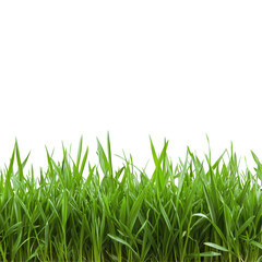 Obraz premium Vibrant green grass field contrasted against a bright white background creating a fresh and clean aesthetic, Green grass field isolated on white background