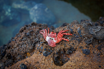 Empty red crab exoskeleton resting on porous volcanic stone by the sea, illustrating marine life cycles and coastal biodiversity.
