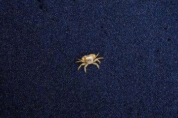Dead crab body lying on dark volcanic sand, isolated and exposed, symbolizing fragility, natural cycles and coastal marine life.
