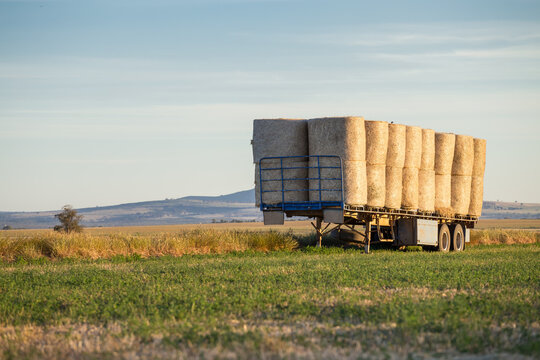 Hay bales stacked on a truck trailer in a green paddock