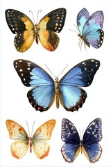 A set of colorful butterflies isolated