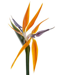 Strelitzia reginae flower, Bird of paradise flower, Tropical flower isolated on white background,...