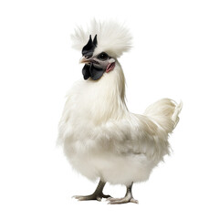 Fototapeta premium Silkie rooster displaying its fluffy feathers against a Transparent background, silkie rooster,isolated PNG background