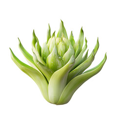 Obraz premium Leek Isolated Close Up Fresh Vegetable Green Herb Ingredient