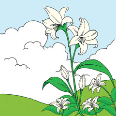 White Lilies Blooming on a Sunny Hillside, illustration with a natural concept in flat style
