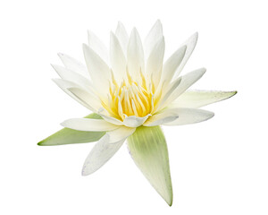 White water lily, Blooming water lily flower isolated on white background, with clipping path