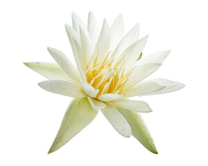 White water lily, Blooming water lily flower isolated on white background, with clipping path