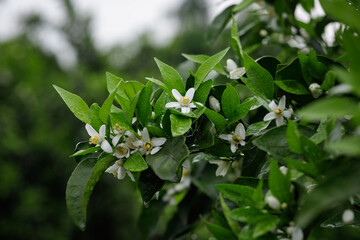 Papagan Mandarin Orange flowering in spring