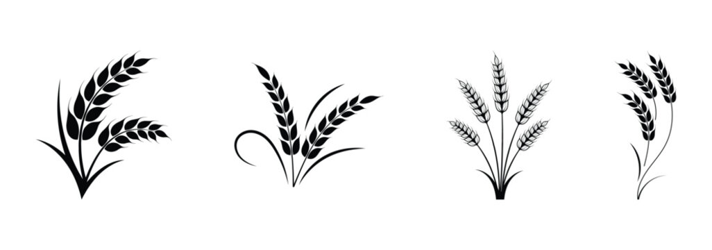 Wheat icon set. Collection of black wheat ear silhouettes, ideal for agriculture logos, organic product labels, and rural themed designs. Vector illustration. EPS 10