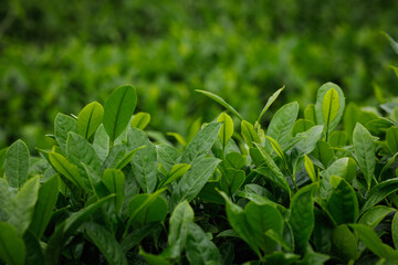 Green tea shoots grow in spring, China