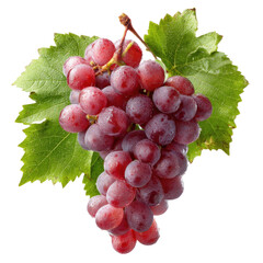 Fototapeta premium Fresh Red Grapes on Vine with Dew Drops on a white background.
