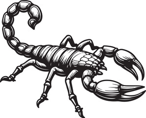 Fototapeta premium Detailed Black and White Illustration of a Scorpion