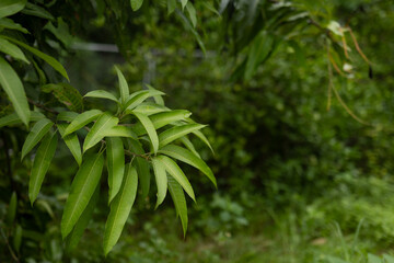 Fresh mango leaves background with copy space for text overlay