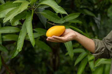 Farmer presenting golden ripe mango in palm with tree background