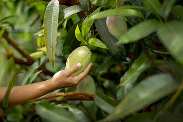 Farmer reaching fresh green mango on tree with copy space for text