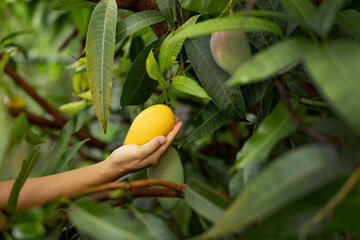Farmer reaching golden ripe mango on tree with copy space for text