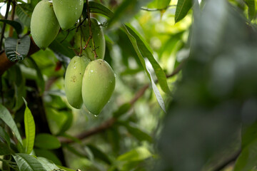 Green mango bunch hanging on tree branch with natural sunlight
