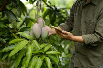 Mango farmer using smartphone in orchard for modern agriculture tech