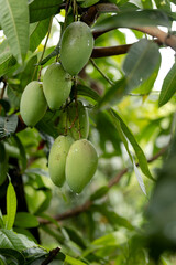 green mango hanging on tree at tropical orchard.