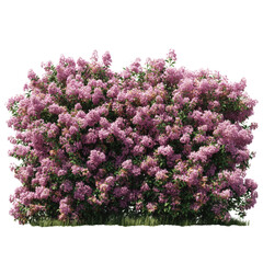 Lush Blooming Pink Flowering Shrub with Transparent Background