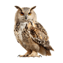 Obraz premium Majestic Owl with Striking Orange Eyes on a white background.