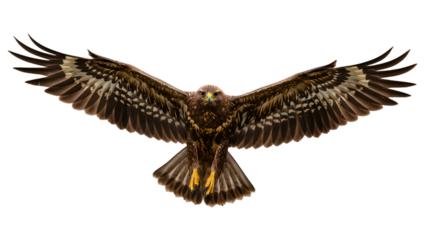 Isolated Photo of Eagle with Brown and Gold Feathers and Wings Spread on Black Background