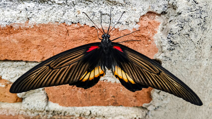 Macro photo of black butterfly with red and yellow markings perched on textured brick wall, ideal for nature themes, biology, and educational content.