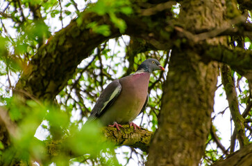 Wood pigeon perched calmly on mossy branch inside tangled forest canopy maze. Still moment, close-up view, centered angle, deep woodland, focused subject, hidden wildlife, camouflage and tranquility.