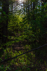 Obraz premium Sunlight filtering through fresh spring leaves onto awakening forest floor with ferns. Dappled light shines downward, low angle, tranquil mood, forest path, spring scene, concept of rebirth