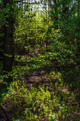 Sunlight filtering through fresh spring leaves onto awakening forest floor with ferns. Dappled light shines downward, low angle, tranquil mood, forest path, spring scene, concept of rebirth