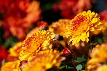 Golden hues of chrysanthemums fill the autumn field, their vibrant petals shining in soft focus.