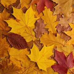 Autumn Variety

