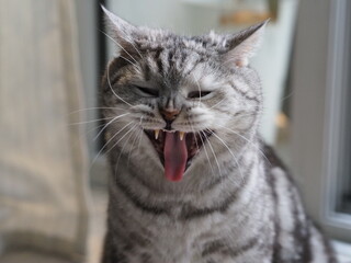 A playful grey tabby cat yawns widely, showcasing its teeth and whiskers in a humorous pet...