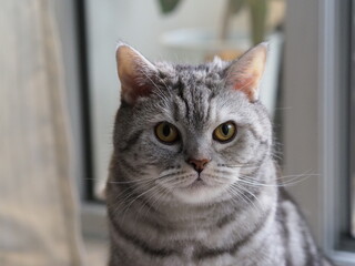 A charming grey tabby cat with striking yellow eyes sits calmly by the window, perfect for pet portrait photography.