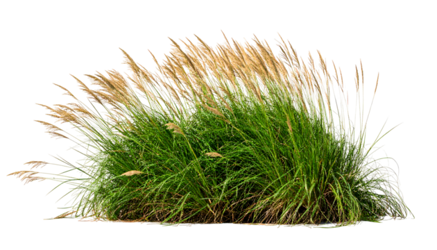 Green and beige meadow grass tuft isolated on transparent background in studio shot close up for environment concept and copy space mockup no people horizontal
