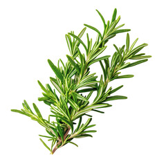 Obraz premium Fresh rosemary sprigs isolated with a clean white background, ideal for culinary and aroma applications, fresh rosemary isolated on white background