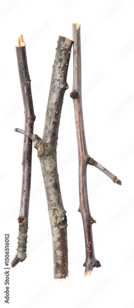 Poster minimalist tree branch twig composition on dark background natural wood texture design element for r
