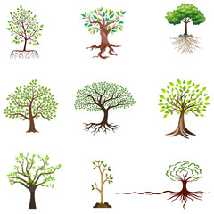 Plants colour vector-1