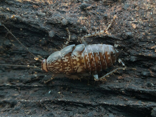 Cockroach cariblatta nymph in the rotten wood seen from the top