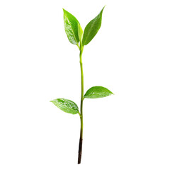 Obraz premium Young shoot symbolizes growth and renewal on a clean Transparent background illustrating the cycle of life, Young Shoot Symbol Growth and New Life on a PNG background