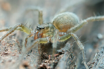 Wolf spider on the rotten wood