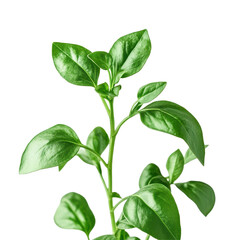Obraz premium Closeup view of a vibrant green plant showcasing fresh leaves against a Transparent background, Closeup view growing plant isolated on PNG background