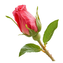 Vibrant roselle flower bud isolated against a clean Transparent background for artistic display and design purposes, red roselle isolated on PNG background