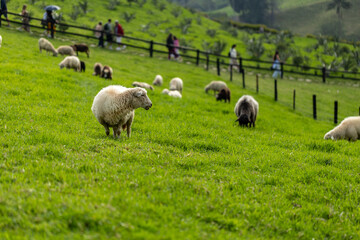 sheep and lambs